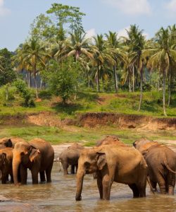 elephants-sri-lanka_658691-368